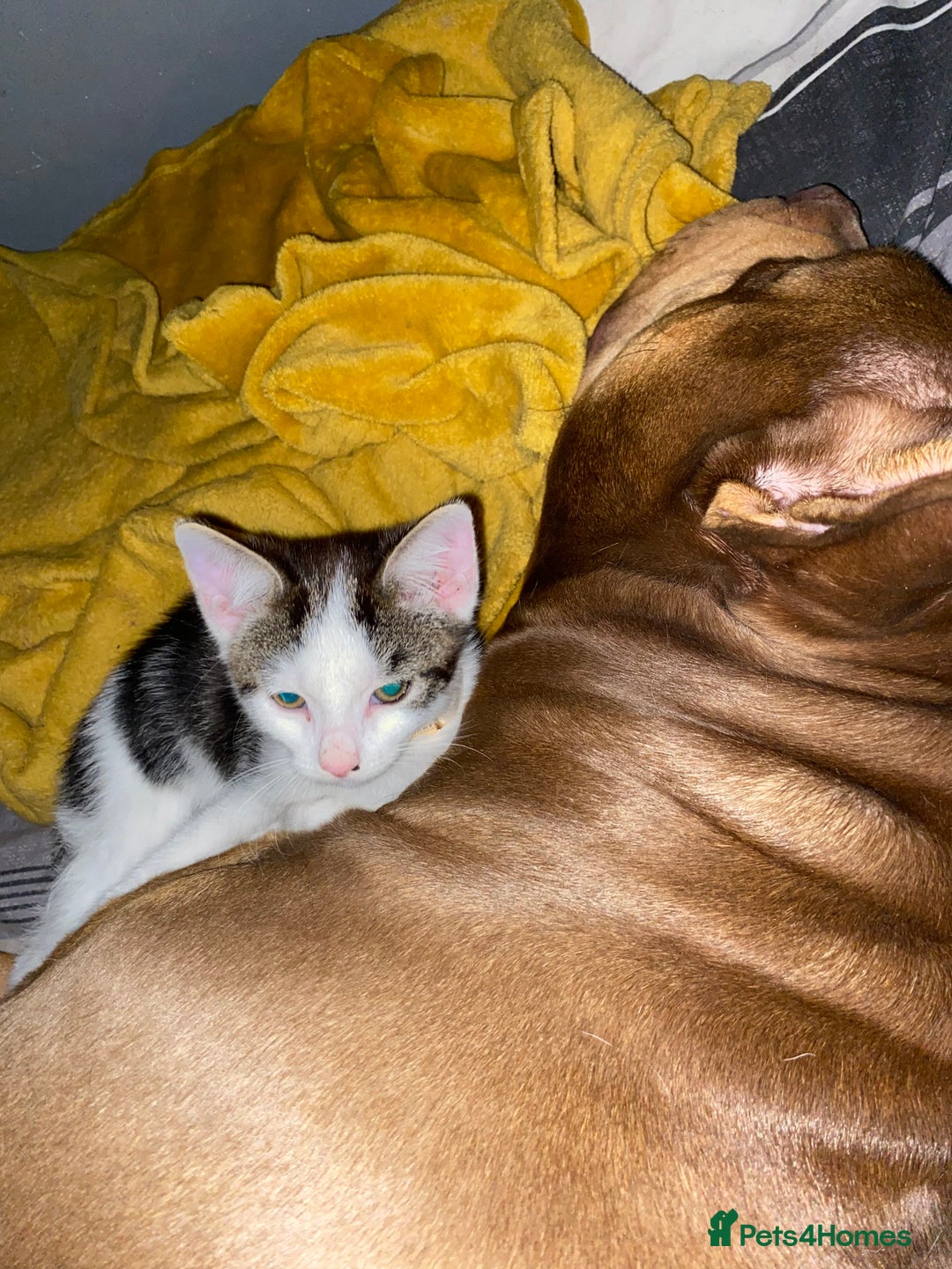 Mixed Breed cats for sale: 2 beautiful kittens  - Advert 8