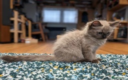 Ragdoll cats for sale: Seal, Sepia and Blue Ragdoll Kittens  - Image 13