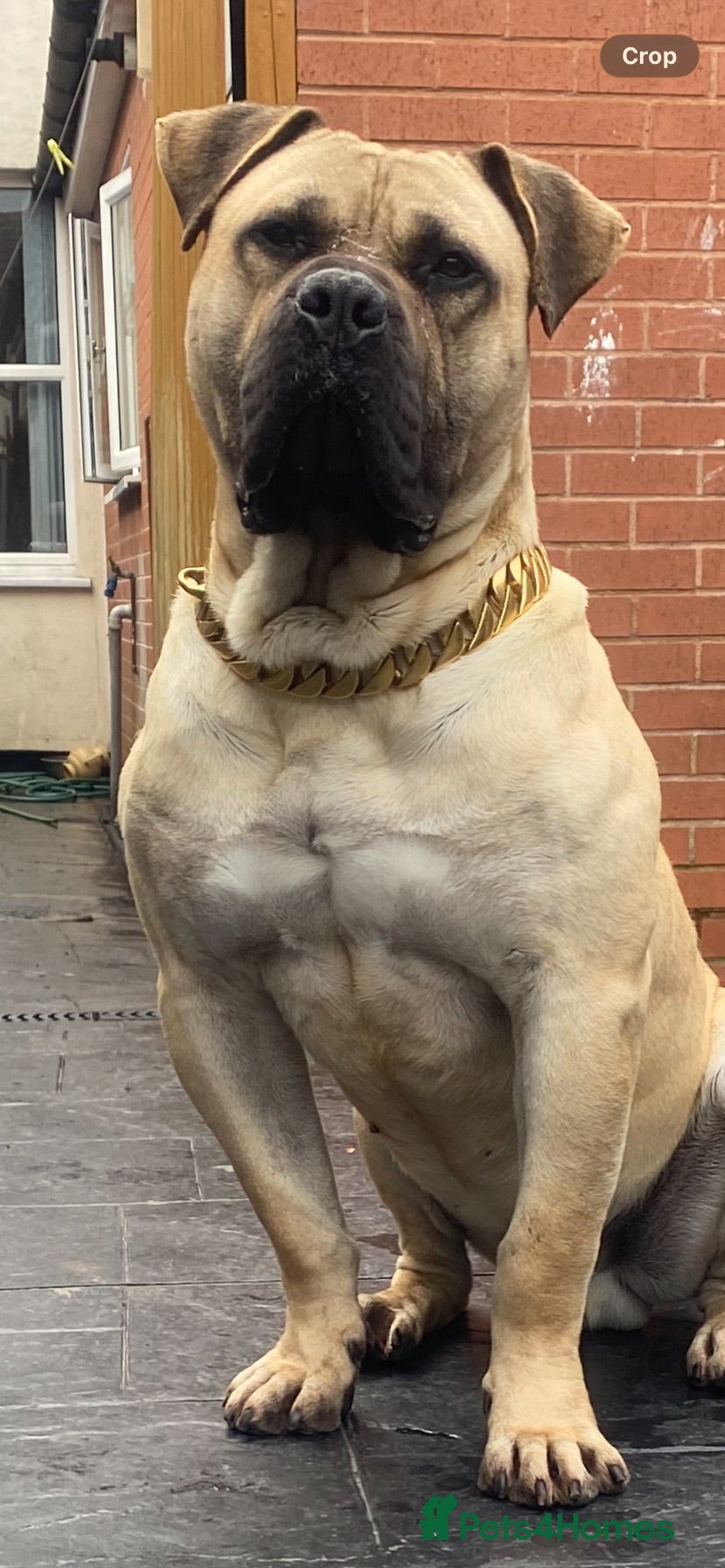 Presa Canario dogs MALE CANARY MASTIFF BRUCE THE PRESA (THE TANK) - Advert 2