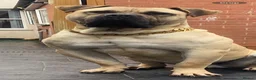 Presa Canario dogs for stud: MALE CANARY MASTIFF BRUCE THE PRESA (THE TANK) in Wolverhampton - Advert 1