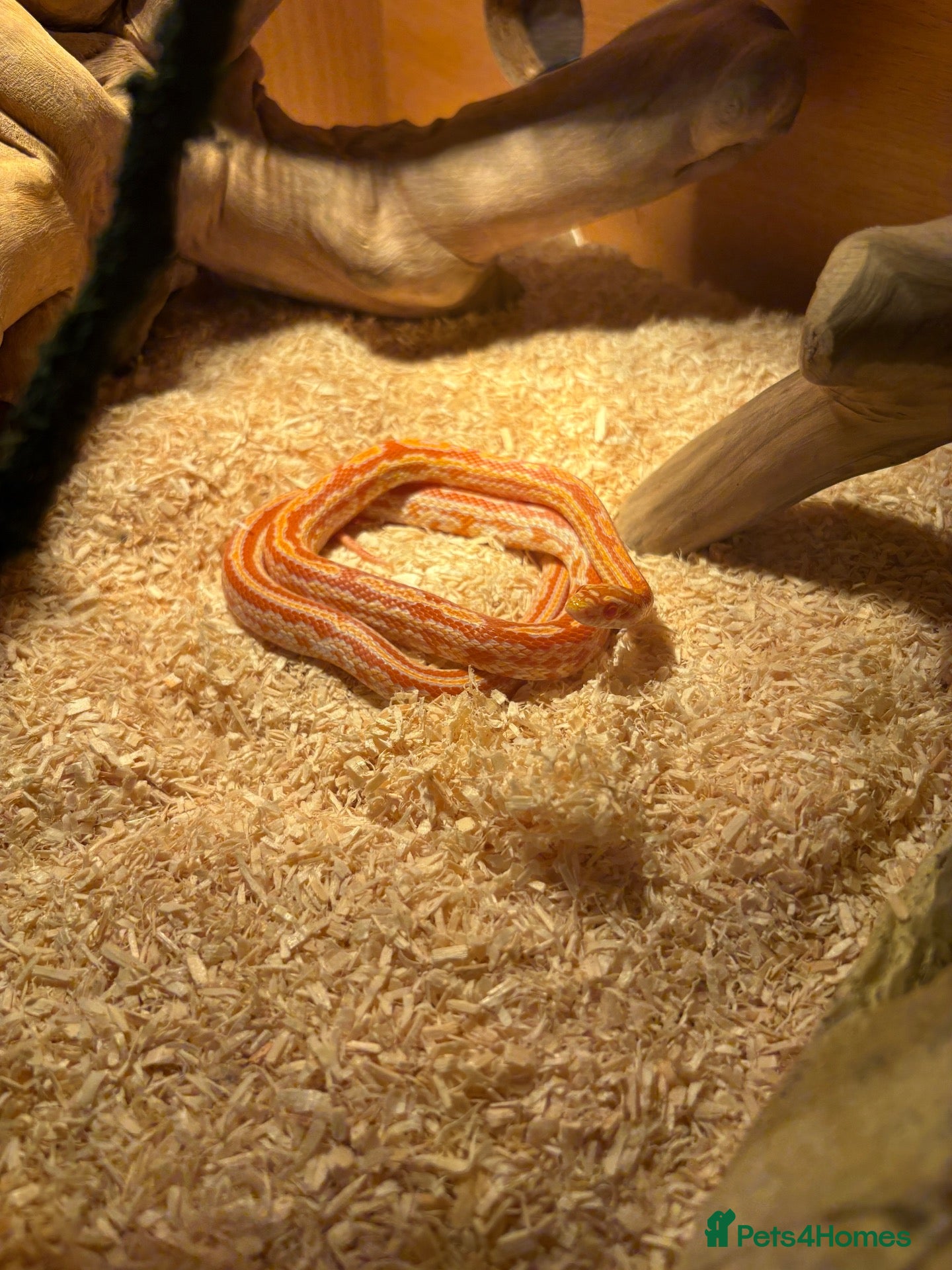 Corn Snake reptiles Corn snake - Advert 3