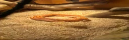 Corn Snake reptiles for sale: Corn snake in Wolverhampton - Advert 1