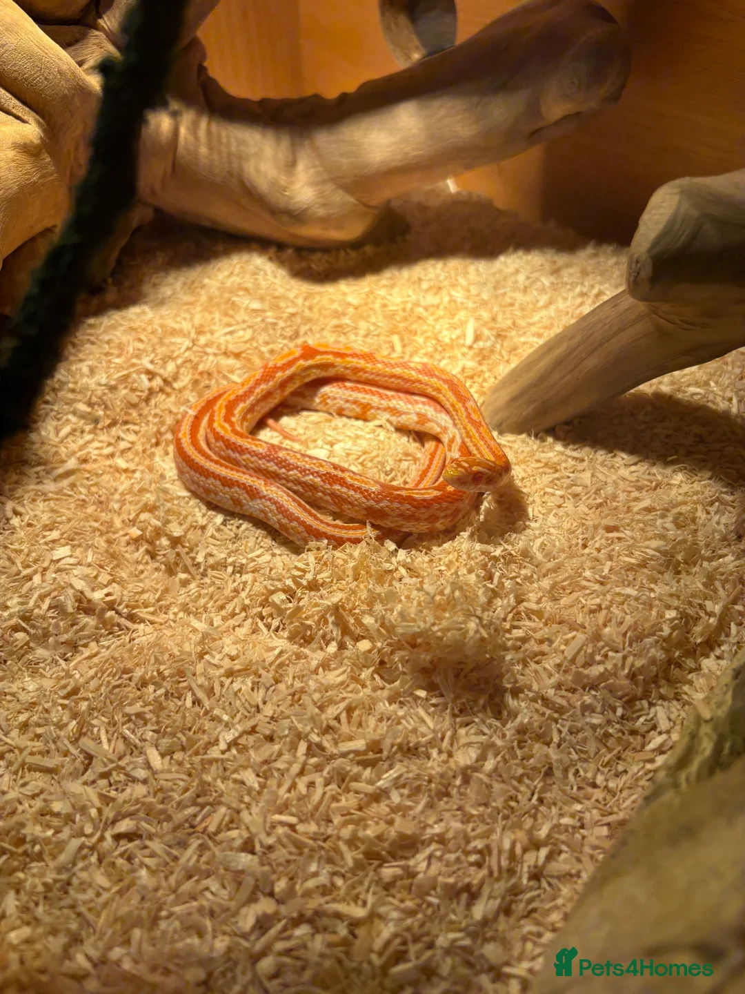 Corn Snake reptiles for sale: Corn snake in Wolverhampton - Advert 1