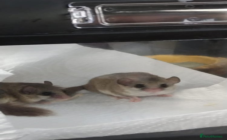 Mouse rodents - Advert 7