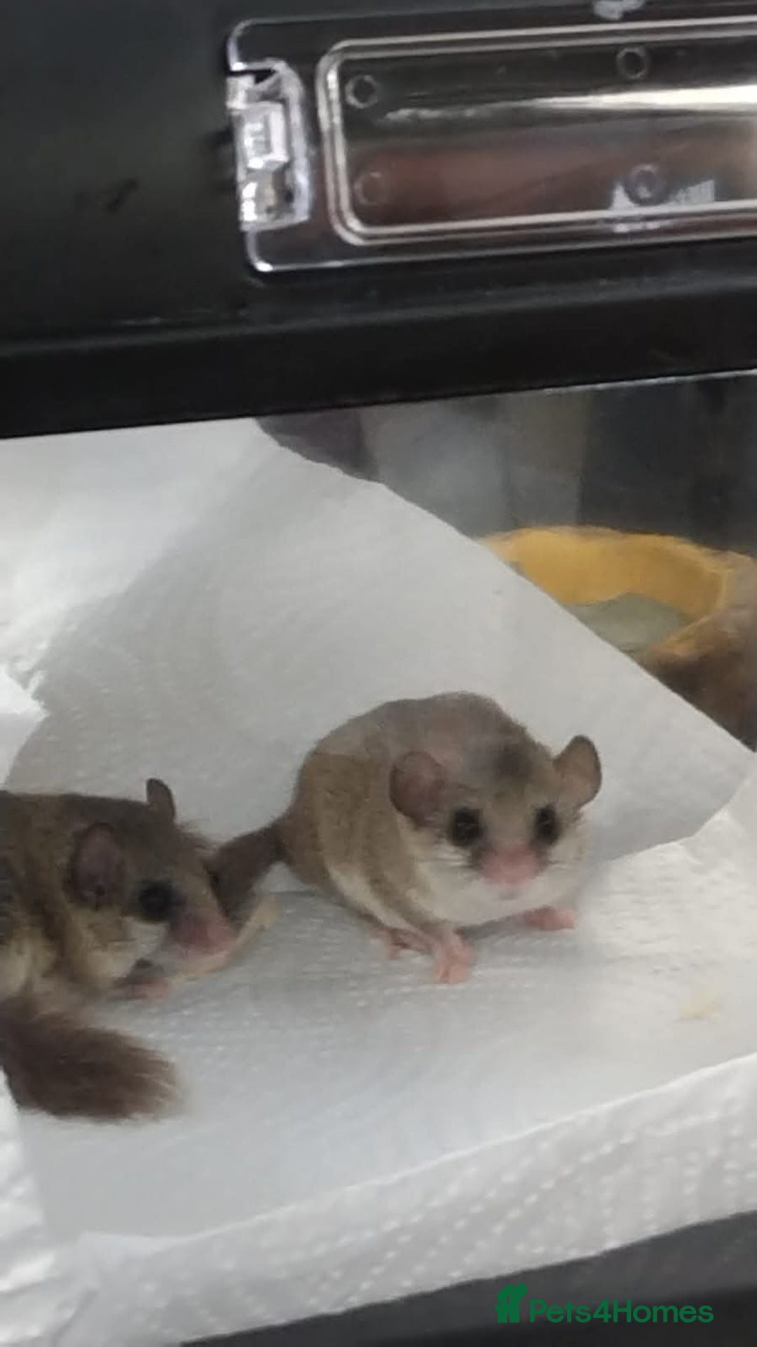 Mouse rodents for sale: Microsquirrels (african-pygmy-dormice) - Image 1