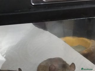 Mouse rodents - Advert 9