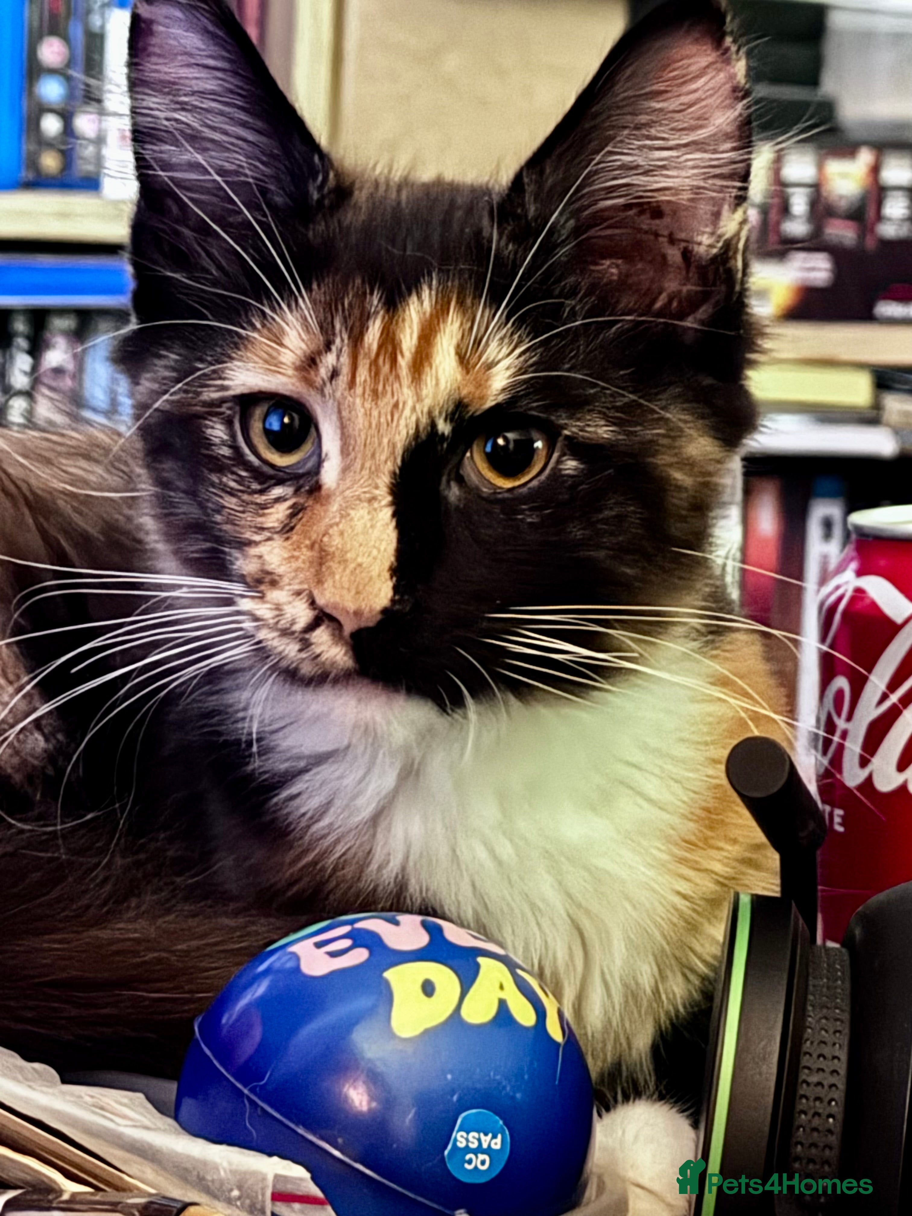 Maine Coon cats PEDIGREE MAINE COON GIRL.  13 weeks old.  - Advert 16