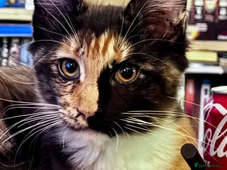 Maine Coon cats PEDIGREE MAINE COON GIRL. 13 weeks old. - Advert 16