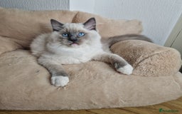 Ragdoll cats for sale: Ragdoll kittens  - Image 8