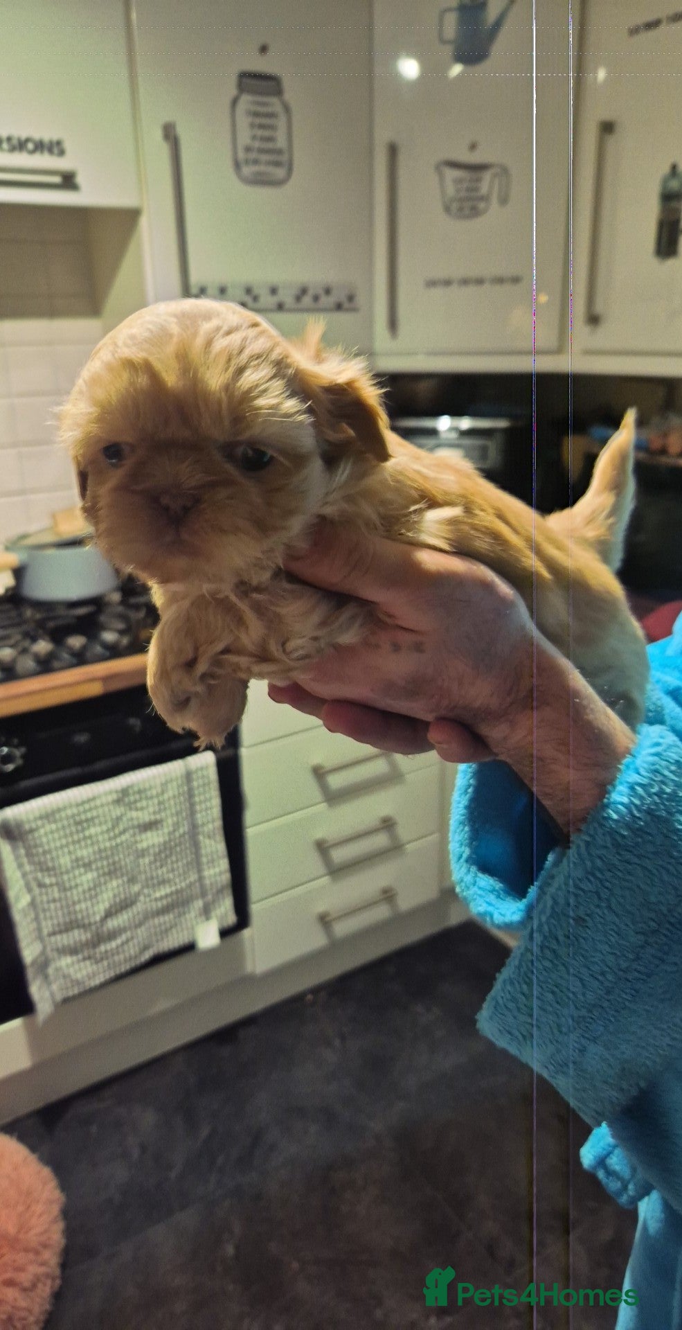 Shih Tzu dogs Full imperial Shih Tzu  - Advert 8