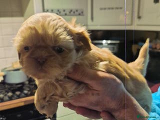 Shih Tzu dogs Full imperial Shih Tzu - Advert 11