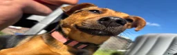 Jack Russell dogs for sale: 2 Merle Jack Russell Girls  - Advert 2