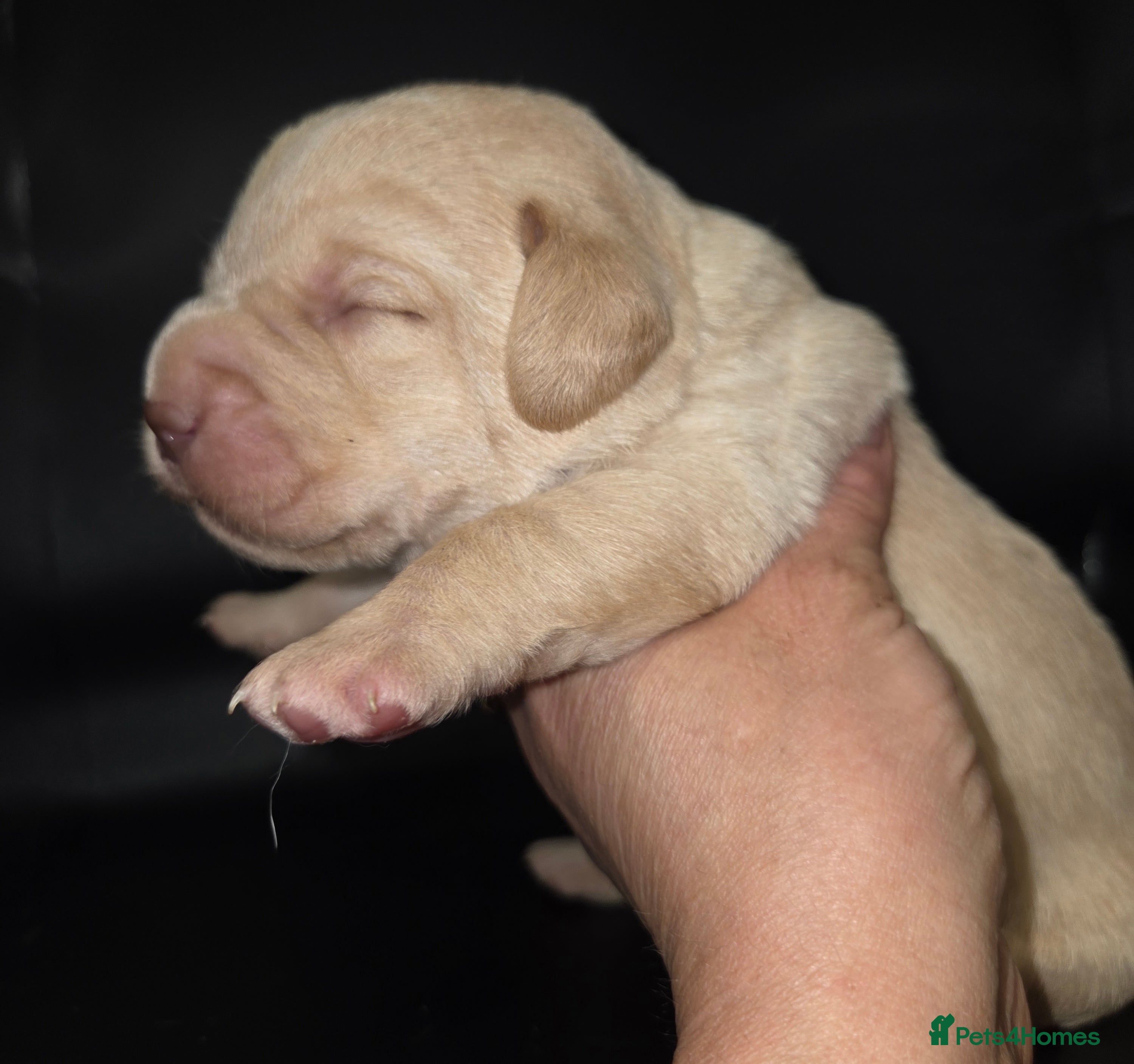 Labrador Retriever dogs Kc Registered quality labrador BOYS AVAILABLE  - Advert 10