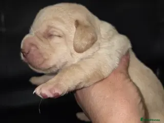 Labrador Retriever dogs Kc Registered quality labrador BOYS AVAILABLE - Advert 9