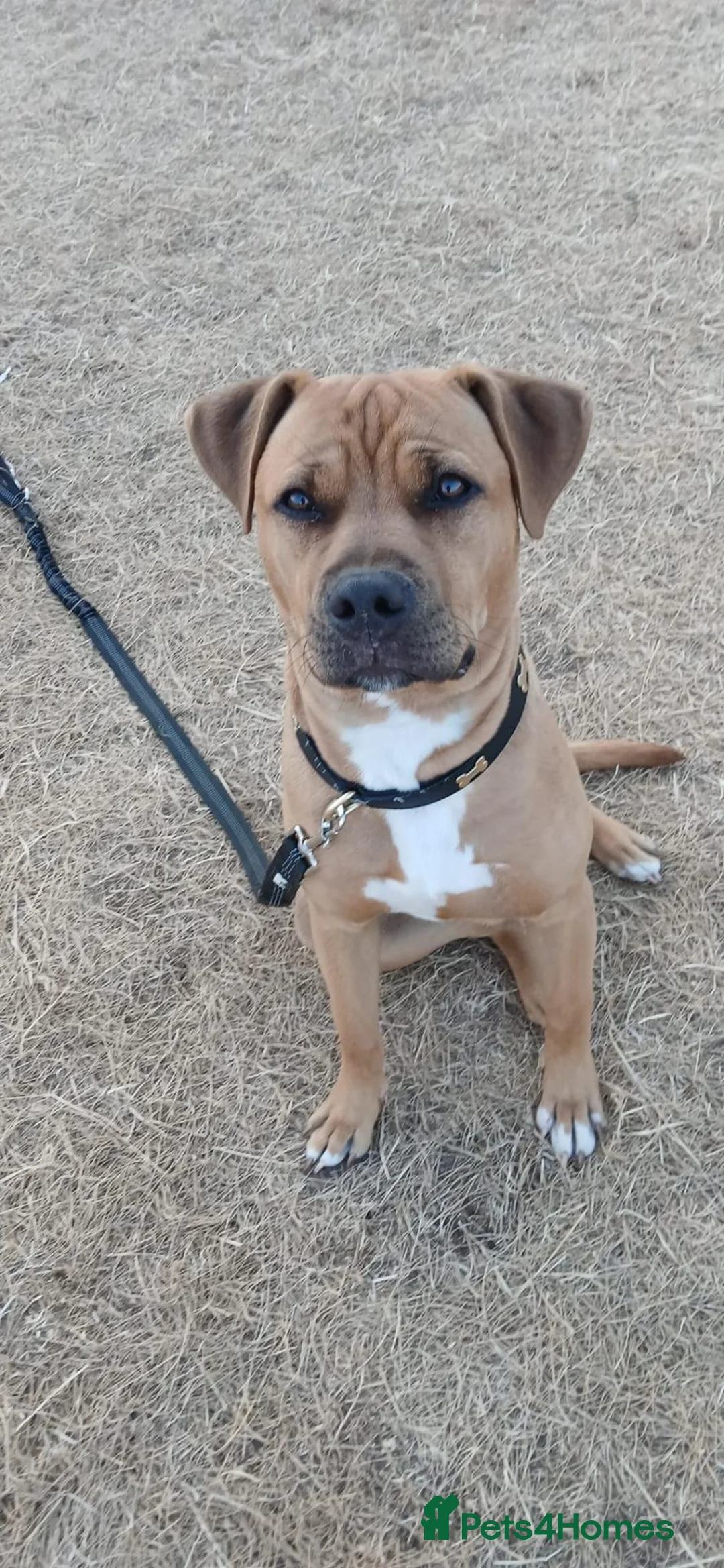 American Bulldog dogs for sale: 8 moth male american bulldog - Advert 1