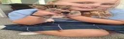 Mixed Breed cats for sale: Cuddly kittens to a lovely home - Advert 3