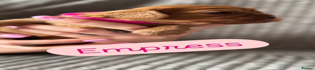 Cavalier King Charles Spaniel Puppy 3