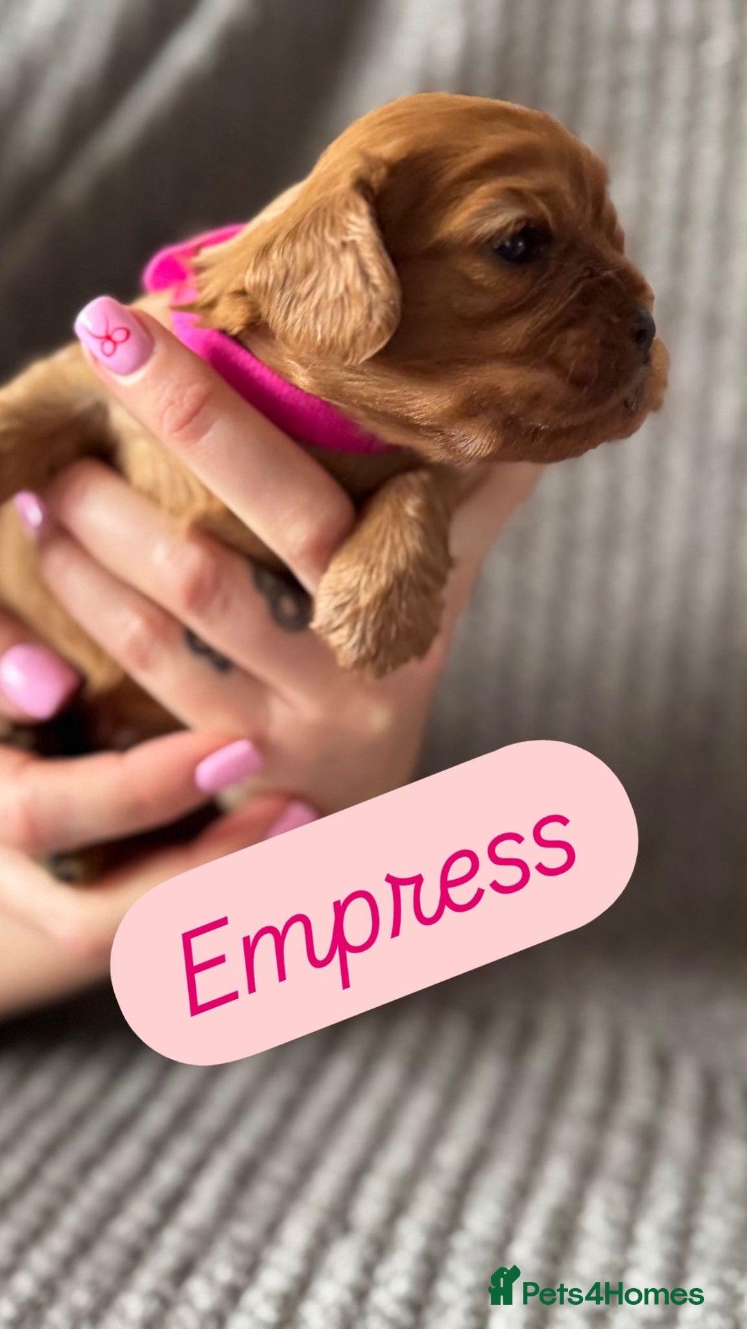 Cavalier King Charles Spaniel dogs for sale: KC Cavalier King Charles spaniels  - Advert 2