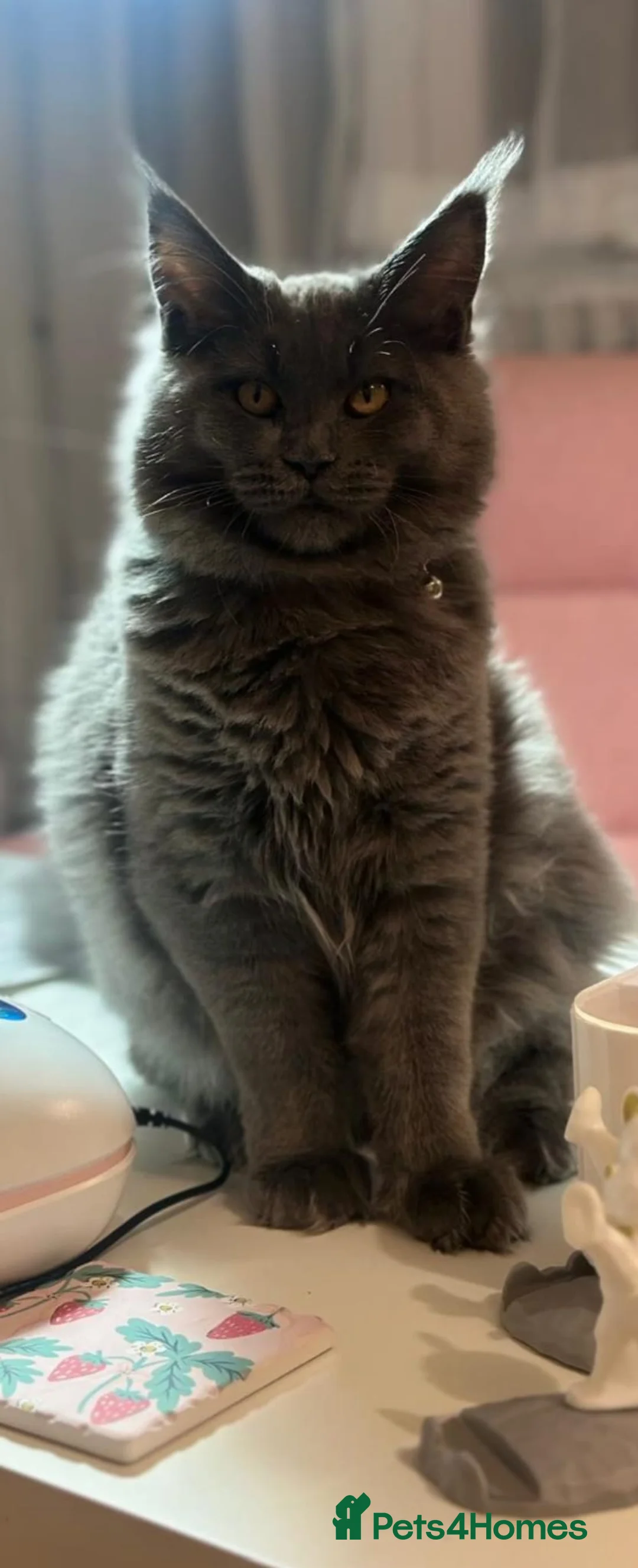 Maine Coon cats for sale: Beautiful Maine Coon Ready for Their Forever Homes - Advert 1