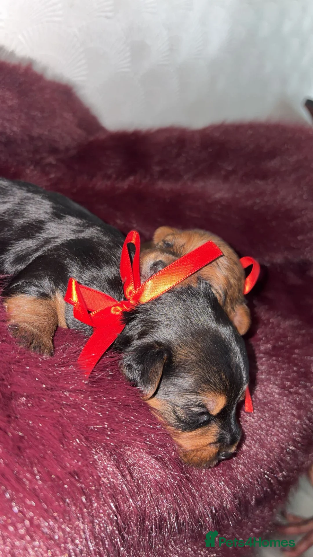 Yorkshire Terrier dogs for sale: Reservations are now open  in Bolton - Advert 10