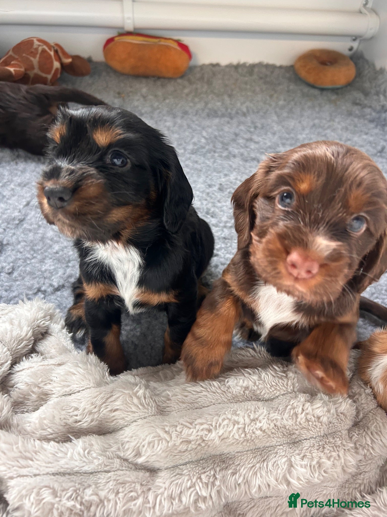 Cocker Spaniel dogs 1 REDUCED COCKER SPANIEL GIRL READY NEXT WEEKEND - Advert 10