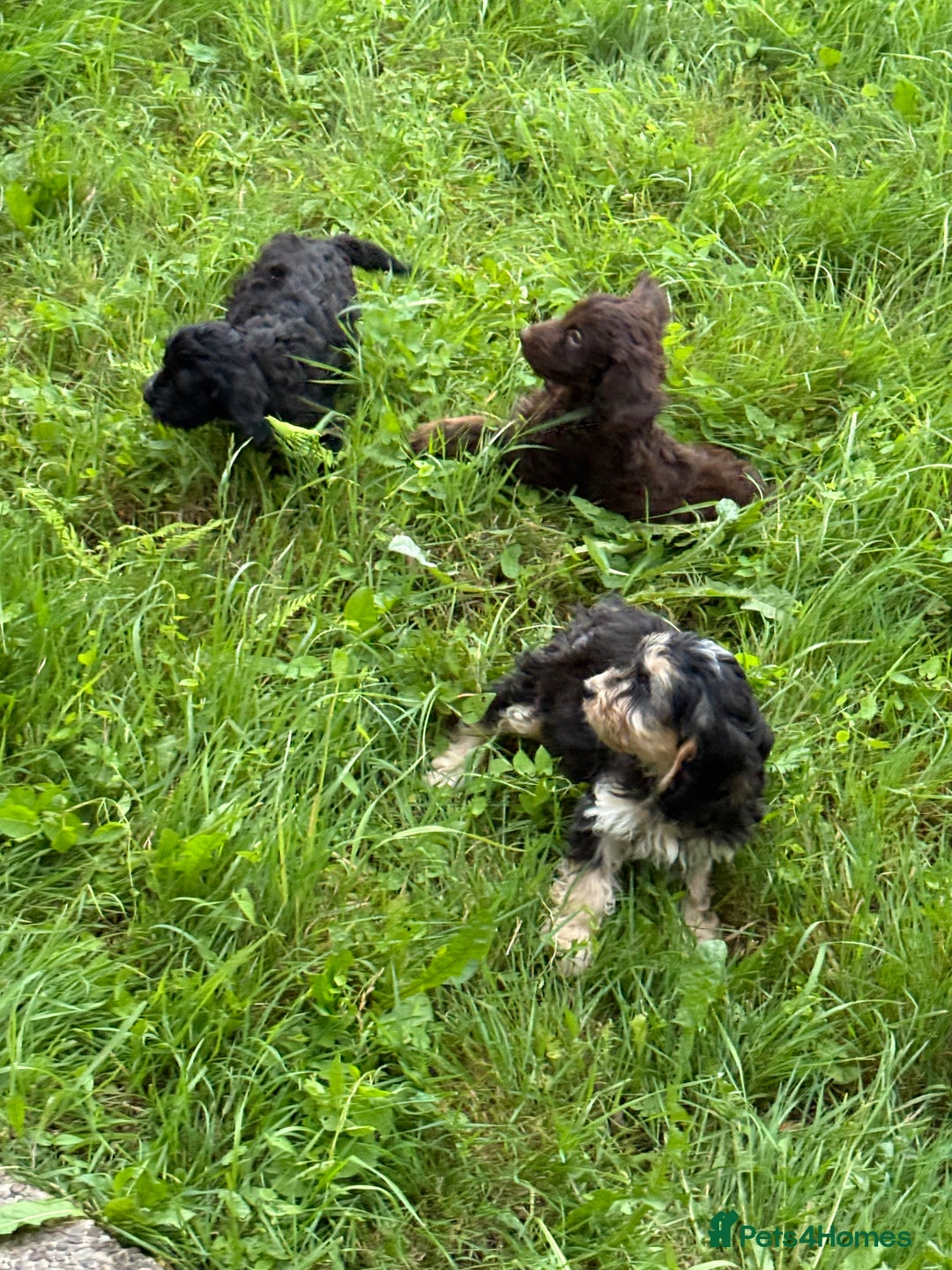 Cockapoo dogs for sale: Ready now F1 show type cocker spaniel  - Image 1