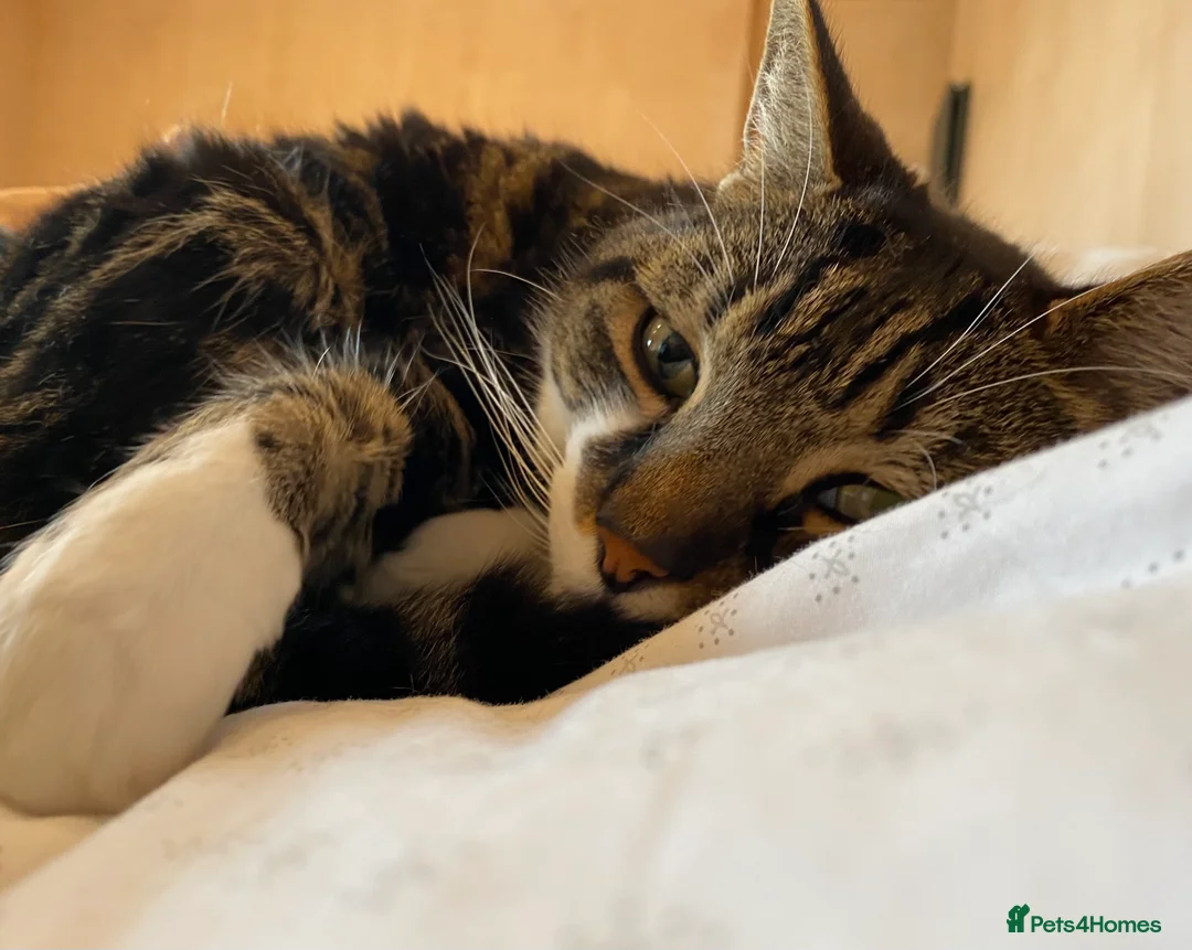 British Shorthair cats for sale: Nimbu: a cat with the heart of a dog in London - Advert 28