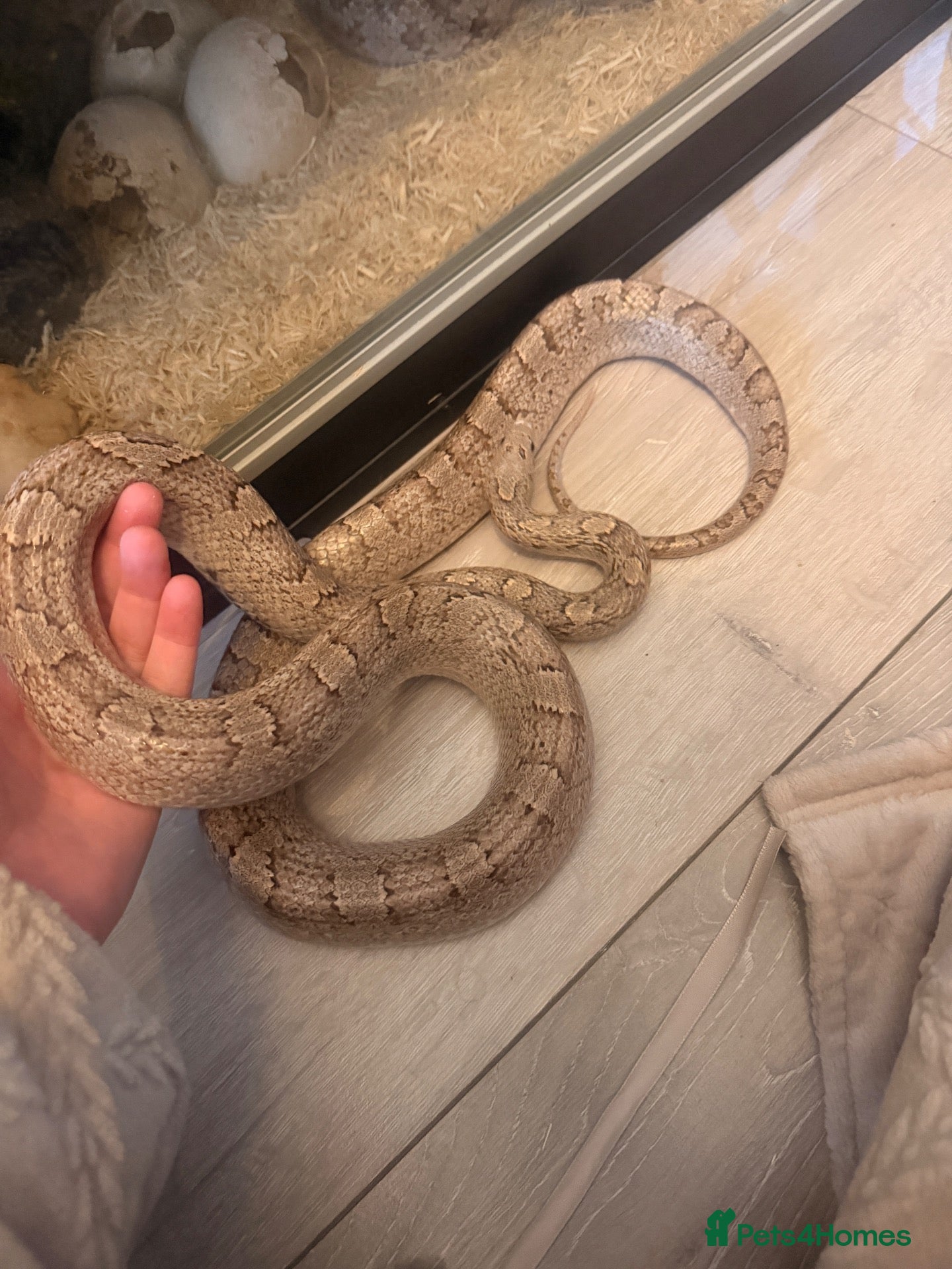 Corn Snake reptiles Corn snake x full setup - Advert 1