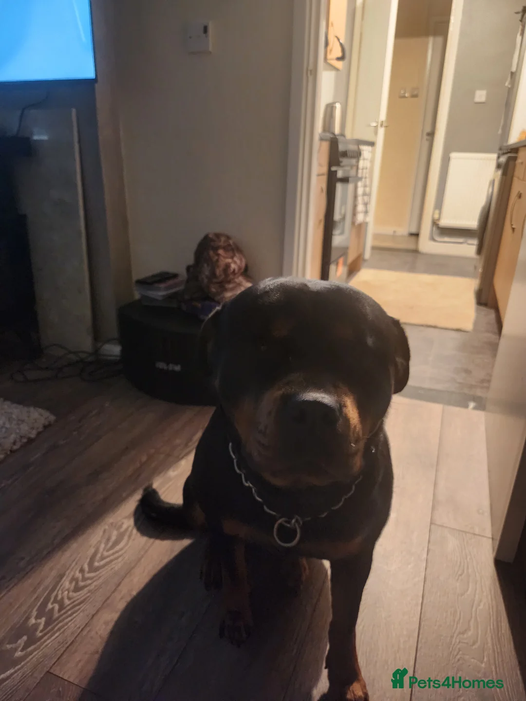 Rottweiler dogs for sale: Rottweiler  - Advert 1