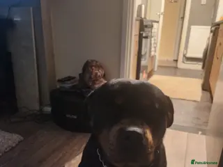 Rottweiler dogs Rottweiler - Advert 2