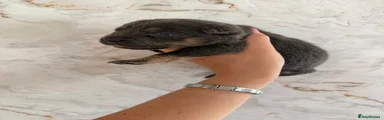 Mixed Breed 2