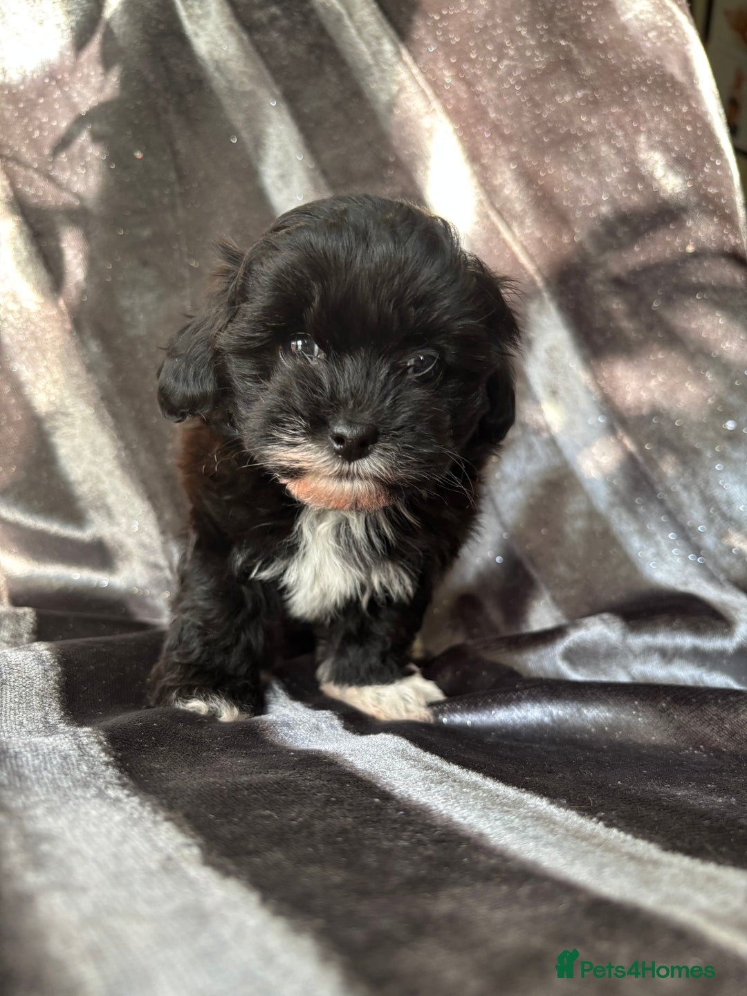 Maltipoo dogs for sale: Maltipoo puppies - Advert 5