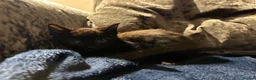Mixed Breed cats for sale: Two stunning half British blue kittens for sale - Advert 18