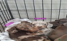 Miniature Dachshund dogs for sale: KC, PRA, STUNNING LITTER MIN,DASH😍 - Image 24