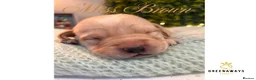 Labrador Retriever dogs for sale: Health-Tested Labrador Pups | 5-Star Breeder - Advert 6