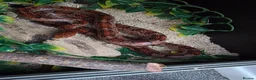 Corn Snake reptiles for sale: 2 female corn snakes in King's Lynn - Advert 1