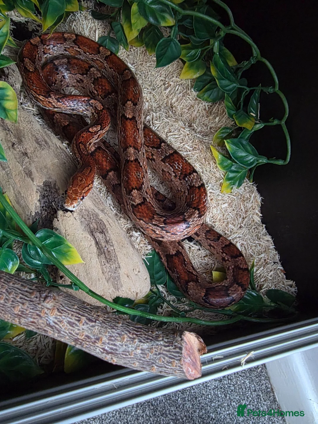 Corn Snake reptiles for sale: 2 female corn snakes in King's Lynn - Advert 1