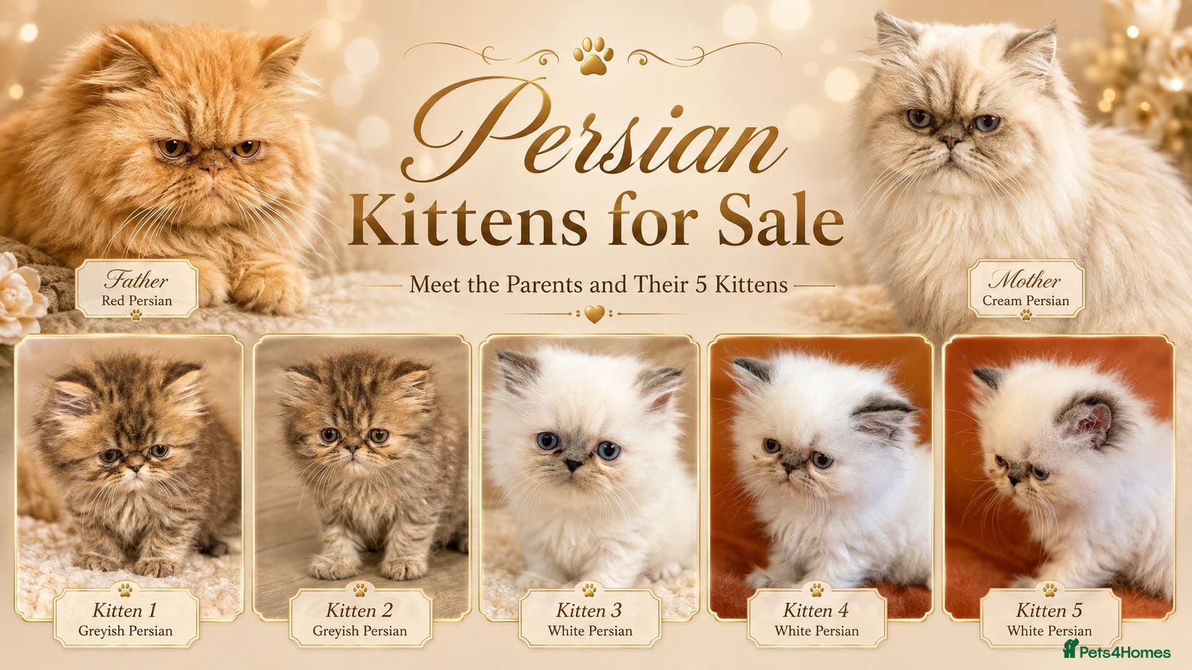 Persian cats Beautiful Persian Kittens 5 Available  🐾❤️ - Advert 11