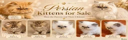 Persian cats for sale: Beautiful PURE Persian Kittens 5 Available  🐾❤️ - Advert 1