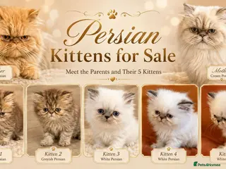 Persian cats Beautiful Persian Kittens 5 Available 🐾❤️ - Advert 11