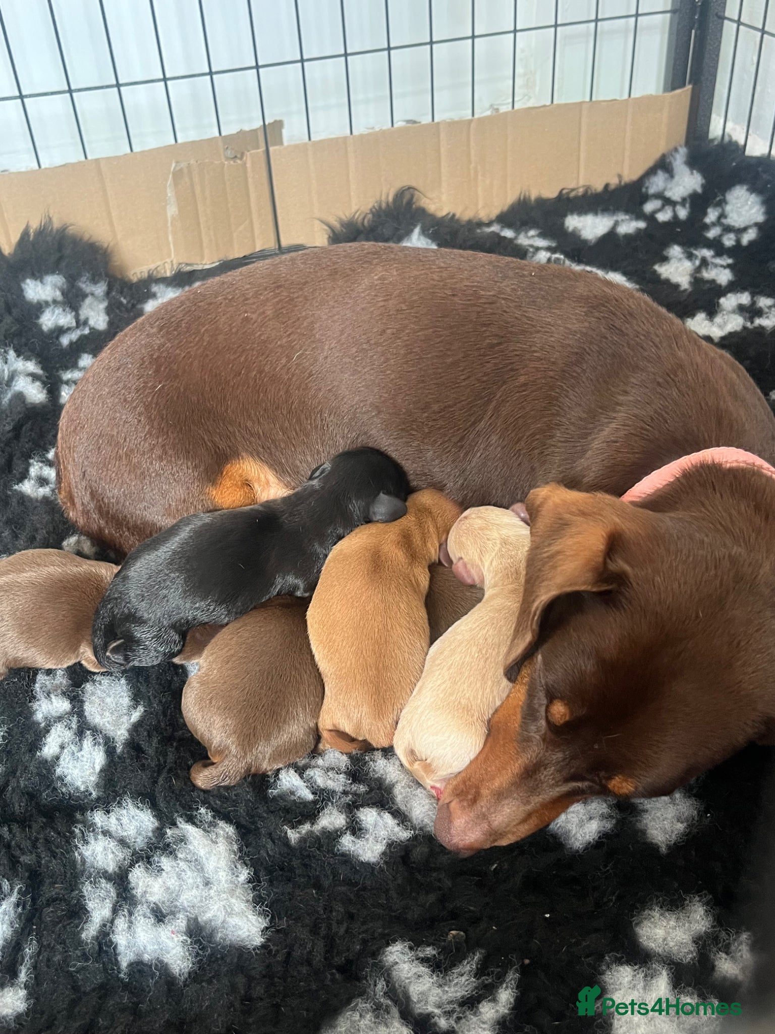 Miniature Dachshund dogs KC Registered Miniature Dachshund puppies - Advert 6