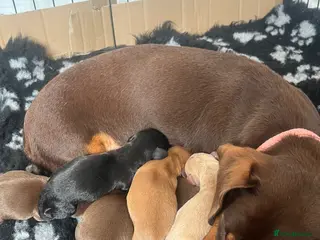 Miniature Dachshund dogs KC Registered Miniature Dachshund puppies - Advert 6