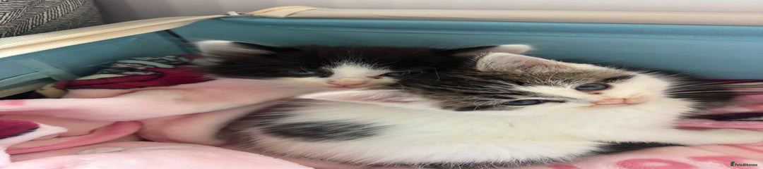 British Shorthair Kitten 2