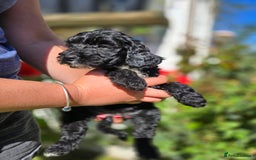 Cockapoo dogs for sale: F1 working cockapoo puppies - Image 20