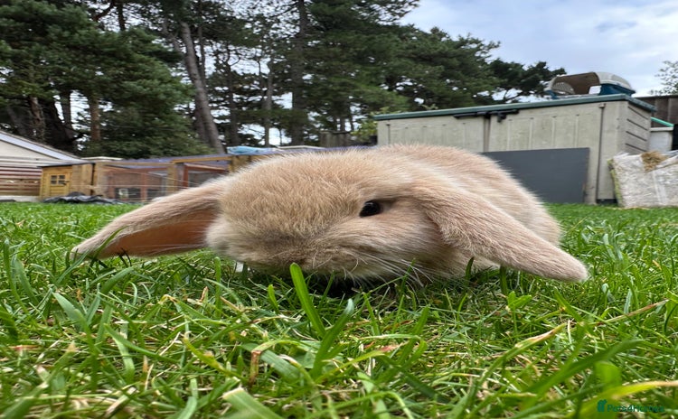 Mini Lop rabbits - Advert 6