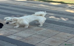 Mixed Breed dogs for adoption: Sweet Bob looking for LOVE - Image 10