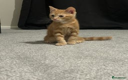 Mixed Breed cats for sale: Male kitten with everything needed  - Advert 1