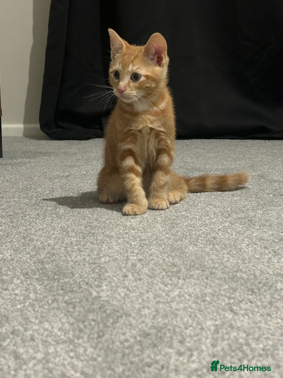 Mixed Breed cats for sale: Male kitten with everything needed  - Advert 1