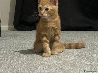 Mixed Breed cats for sale: Male kitten with everything needed - Advert 1