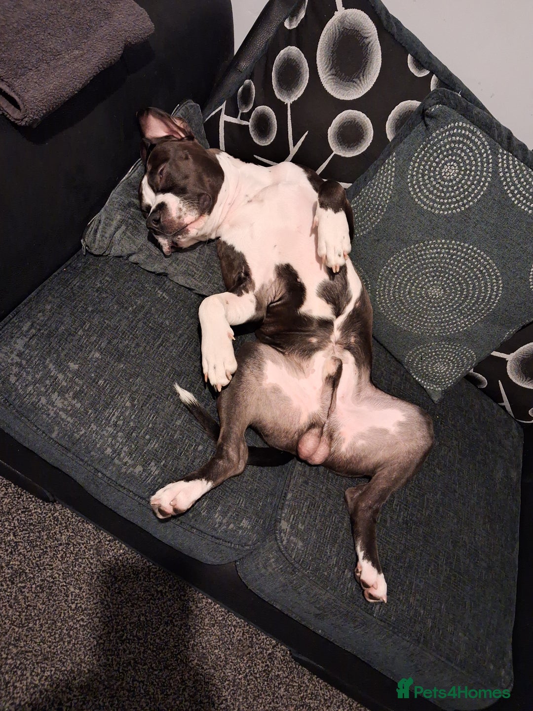 American Bull Staffy dogs for sale: Dodge  - Image 3